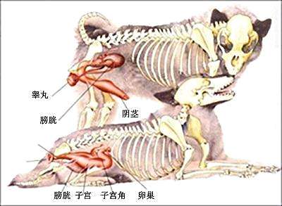 教你认识狗狗生殖系统?狗的生殖系统的简介!