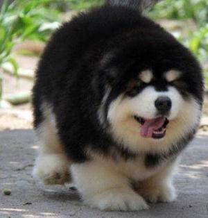 阿拉斯加犬会不会咬人?如何喂养阿拉斯加犬?