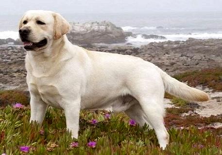 拉布拉多幼犬怎么喂养呢?拉布拉多幼犬饲养方法!