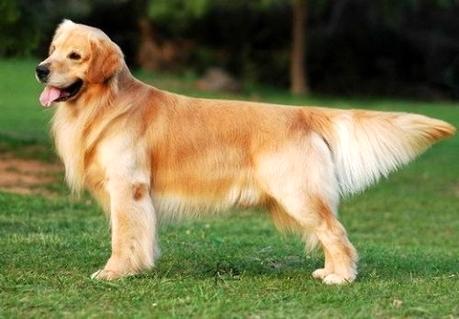 金毛幼犬到底应该怎么喂养呢?新手必看!