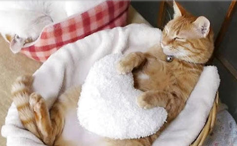 猫咪血栓的流行病学与治疗,养猫必看!
