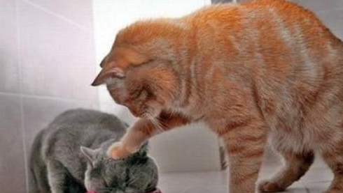 怎么养成宠物猫吃饭的规矩?宠物猫训练方法!