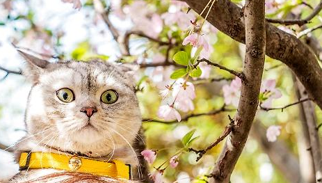 通过哪些方面可以让猫咪快点发腮呢?养猫新手参考!