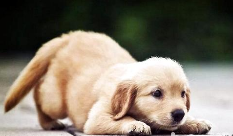 狗狗不能吃哪些东西?身为铲屎官你都知道吗?