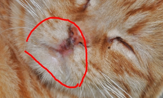 猫咪感染杯状病毒怎么治疗? 猫杯状病毒的诊断与治疗!