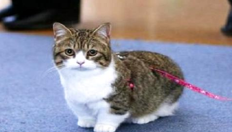 矮脚猫有什么缺点?矮脚猫真的有基因缺陷吗?