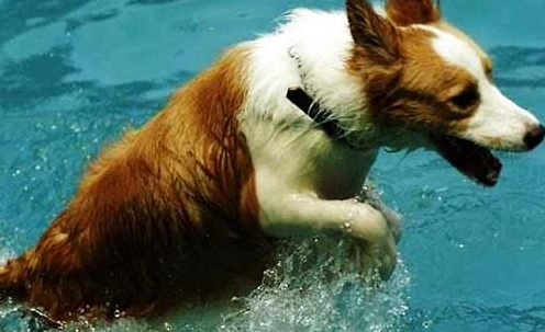 夏季常见的狗狗皮肤病都有哪些?小心预防哦!