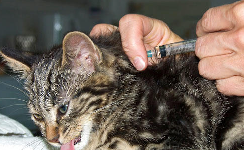 宠物明明打过疫苗还得病?引起猫咪疫苗免疫失败的原因!