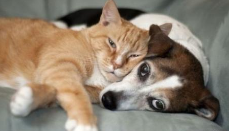 宠物也有老年痴呆,狗猫也有可能患上阿尔茨海默氏症!