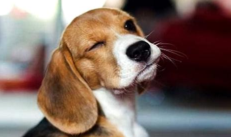 训练比格犬的注意事项,狗狗训练!