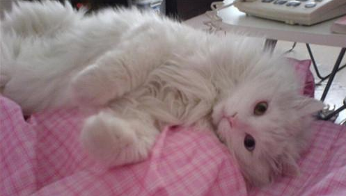 如何不被猫叫醒,铲屎官要怎么委婉拒绝?