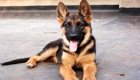 新手怎样训练德国牧羊犬?狗狗训练!