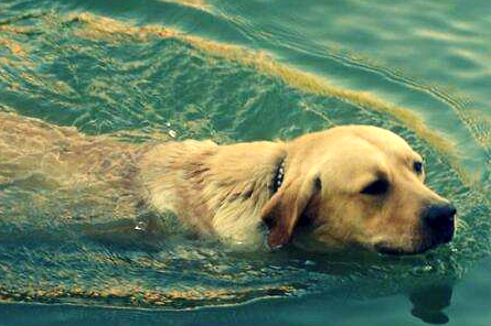 训练狗狗的时候应该用什么去奖励它呢?狗狗训练方法!