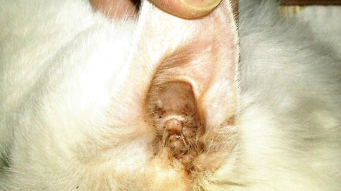 滴耳液治疗猫咪耳螨的步骤,日常护理!