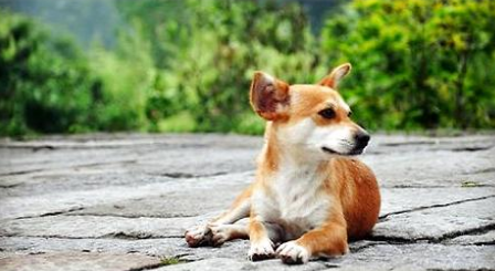 钩虫病的症状，狗狗钩虫病症状治疗!