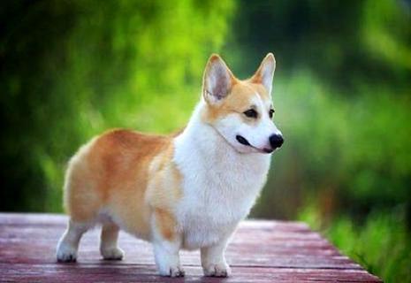 柯基犬好养吗？怎么训练柯基犬!