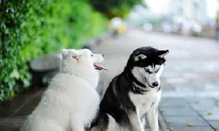 教你怎样训练萨摩耶犬?狗狗训练的方法!