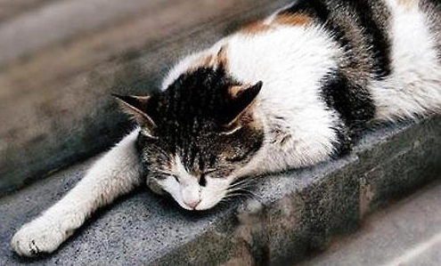 猫咪常见自发性膀胱炎的诊断及治疗!