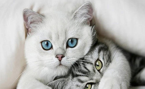 猫咪眼睛异常,表现在猫咪眼部的全身性疾病!