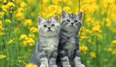猫总在床上尿尿怎么办?猫咪尿床的原因和应对方法!