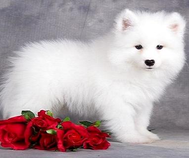 怎样进行萨摩耶幼犬等食训练?狗狗训练技巧!