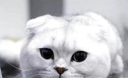 得了猫鼻支的猫咪是不是会流眼泪?猫咪日常！