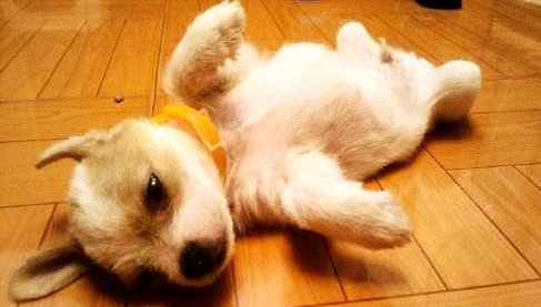 如何训练狗狗装死的行为?狗狗训练日常!