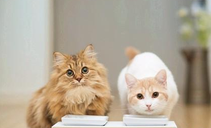 培养猫咪好好吃饭的习惯,拒绝挑食!