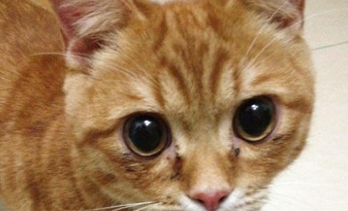 猫咪的眼部疾病,作为铲屎官该怎么办?