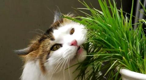 猫草是什么?猫须草的作用！