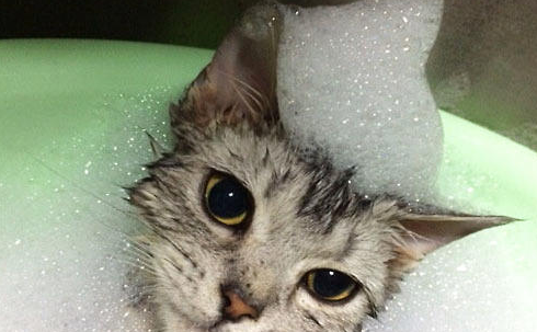 猫咪得皮肤病后的药浴方法,你学会了吗?