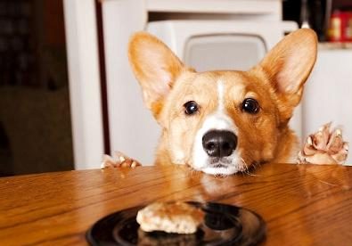 如何制止狗狗乱吃东西？