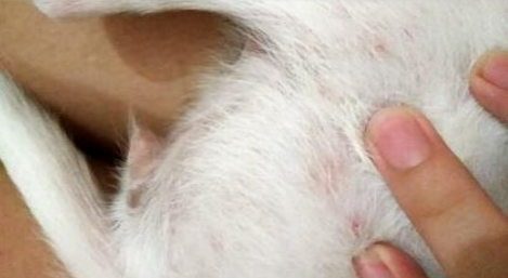 狗狗身上湿疹是什么原因造成的?狗狗皮肤病防护!