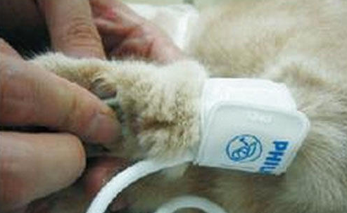 猫咪也能测血压了,给猫咪测血压的方法及意义!