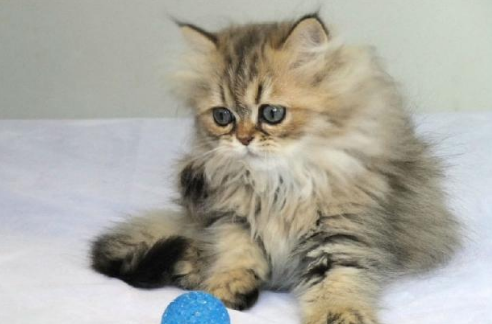 猫咪乱尿怎么办?其实解决方法很简单!
