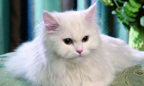 训练猫咪跳圈的方法,猫猫训练日常!