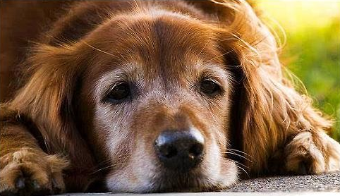 宠物狗狗低血糖的症状或表现