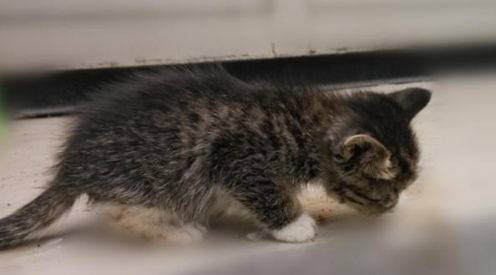教你训练宠物猫跳环?宠物猫训练技巧!