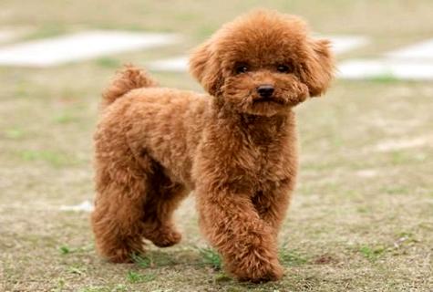 泰迪狗狗的训练方法