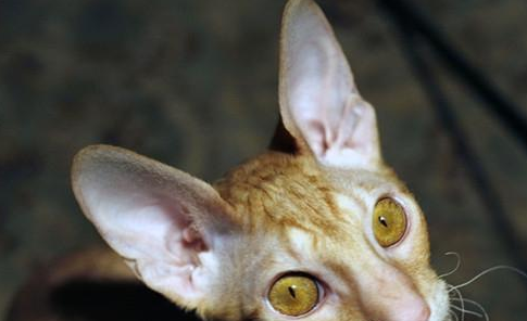 如何训练猫咪