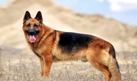 德国牧羊犬怎样训练（训练狗狗的最佳时间表）